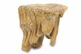 Fossil Lower M Woolly Mammoth Molar - Siberia #292764-5